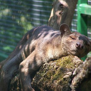 fossa