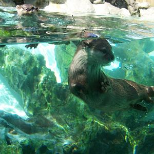 Asiatic otter