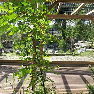Tiger enclosure view