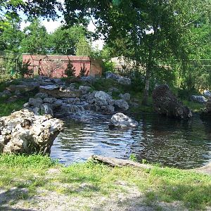 white tiger enclosure