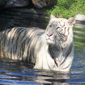 white tiger