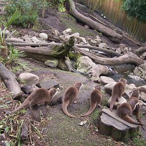 Asiatic otters enclosure