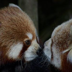 Red pandas