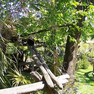 Red panda enclosure