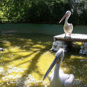 Dalmatian Pelican enclosure
