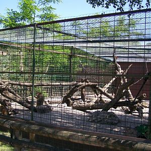 Barbary ape enclosure