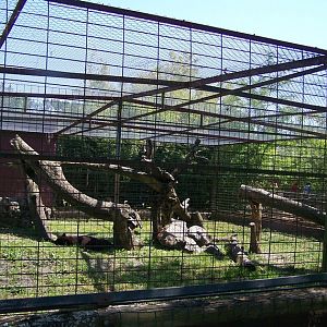 black panthers enclosure
