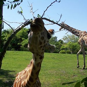 giraffas