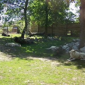 Artic Wolves enclosure
