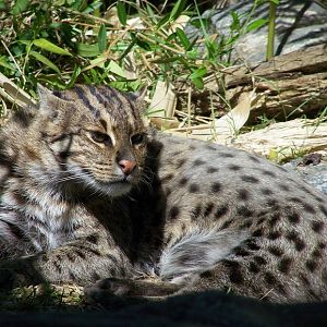 Fishing cat