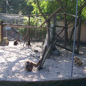 gibbon enclosure