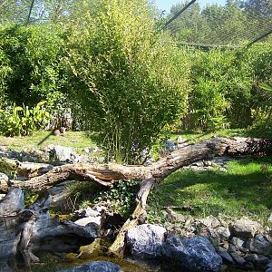 fishing cat enclosure