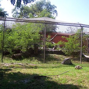 ocelot enclosure