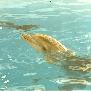 Bottle-nosed Dolphin 1985