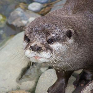 asiatic otter