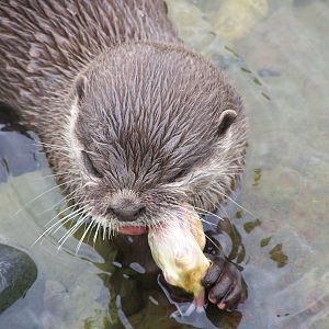 asiatic otter