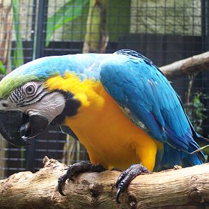 Ara ararauna