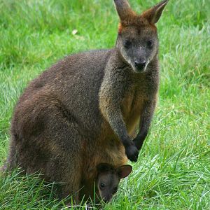 Swamp wallabies