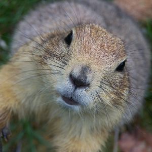 prairie dog