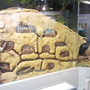 Festival of Lights 2011-World of the Insect-Ant exhibit