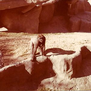 January 1, 1979 - Lowland Gorilla