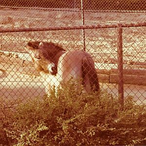 January 1, 1979 - Przewalski's Horse