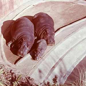 January 1, 1979 - Nile Hippopotamus