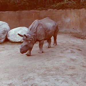 January 1, 1979 - Indian Rhinoceros