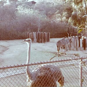 January 1, 1979 - Ostrich/Greater Kudu