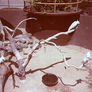 January 1, 1979 - Cockatoo Exhibit - Children's Zoo