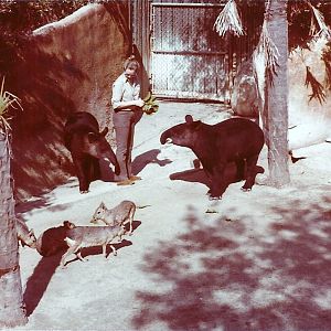 February 1979 - Mountain Tapirs - Patagonian Cavies