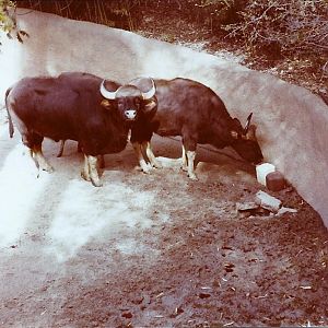 February 1979 - Gaur