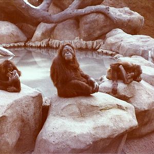 February 1979 - Bornean Orangutans