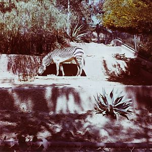 February 1979 - Hartmann's Mountain Zebra