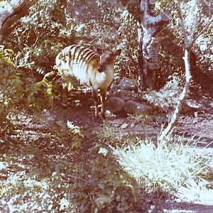 February 1979 - Zebra Duiker