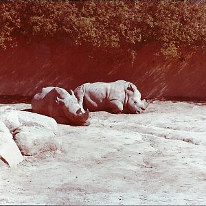 February 1979 - White Rhinoceros