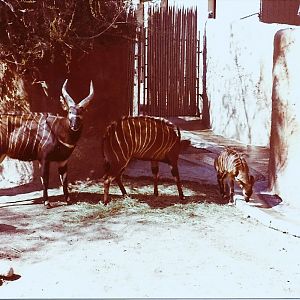 February 1979 - Bongo