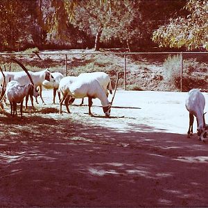 February 1979 - Arabian Oryx Herd