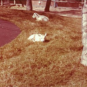 February 1979 - Addax - Children's Zoo