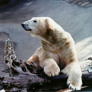 Polar Bear - Circa 1980