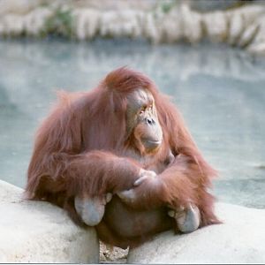 Bornean Orangutan - Circa 1980