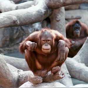 Bornean Orangutans - Circa 1980
