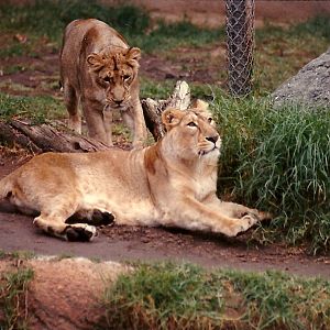 Asian Lionesses - Circa 1980