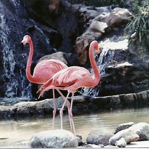 Flamingo Lagoon - Circa 1980