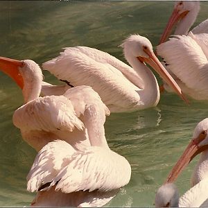 American White Pelicans - Circa 1980