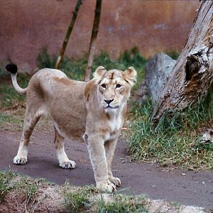 Asian Lioness - Circa 1980