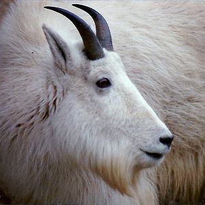 Rocky Mountain Goat - Circa 1980