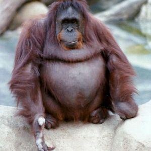 Bornean Orangutan - Circa 1980
