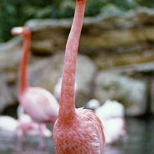 Caribbean Flamingos - Circa 1980