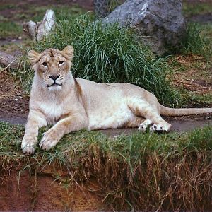Asian Lioness - Circa 1980